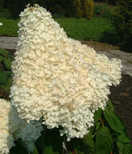 HYDRANGEA paniculata ´Grandiflora´