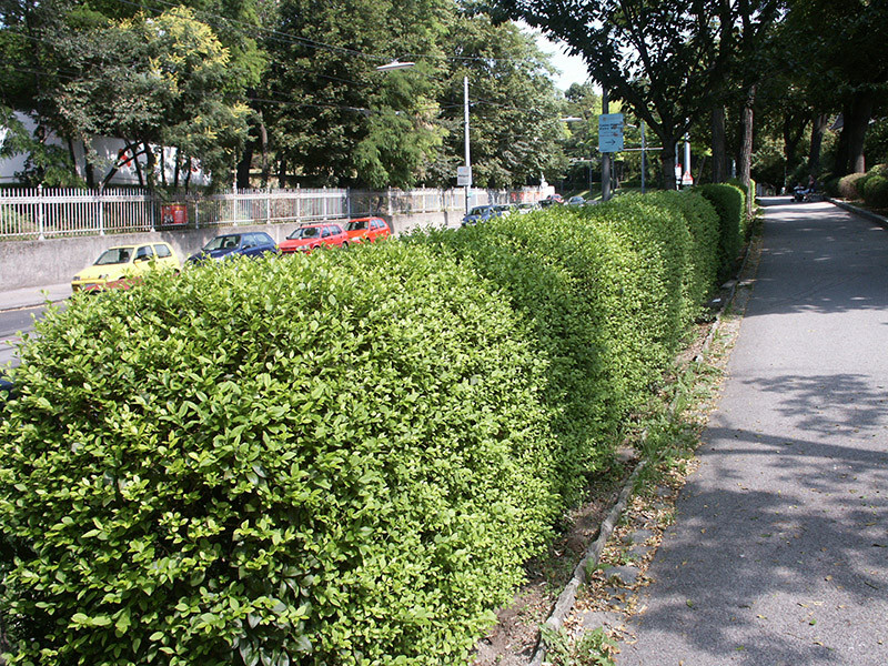 LIGUSTRUM ovalifolium (=medium)