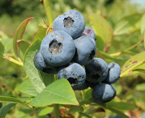 VACCINIUM corymbosum ´Elizabeth´