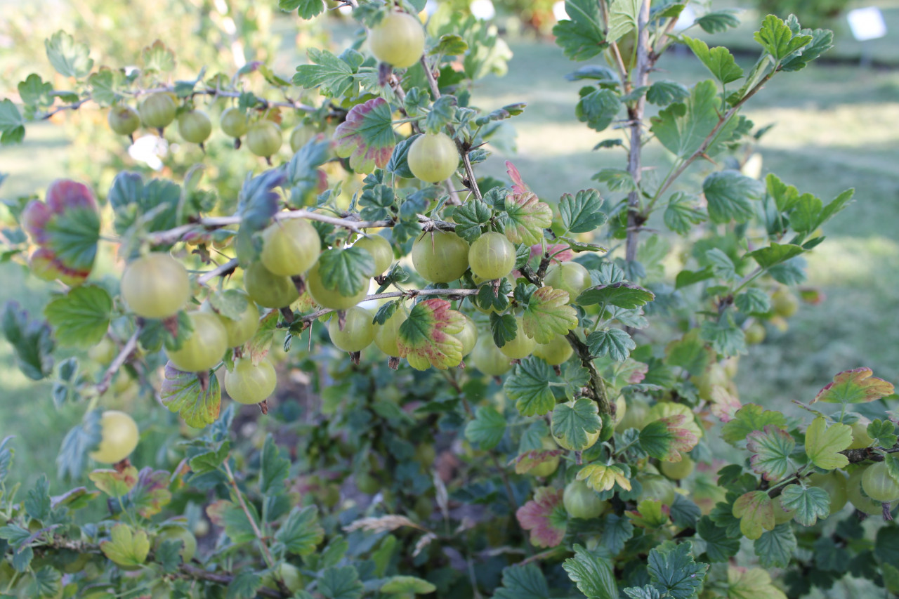 RIBES uva-crispa ´Hinnonmäki grün´