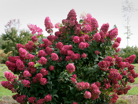 HYDRANGEA paniculata Fire Light SMHPFL PW Decidous trees and Shrubs Assortment Shop Kordes Jungpflanzen