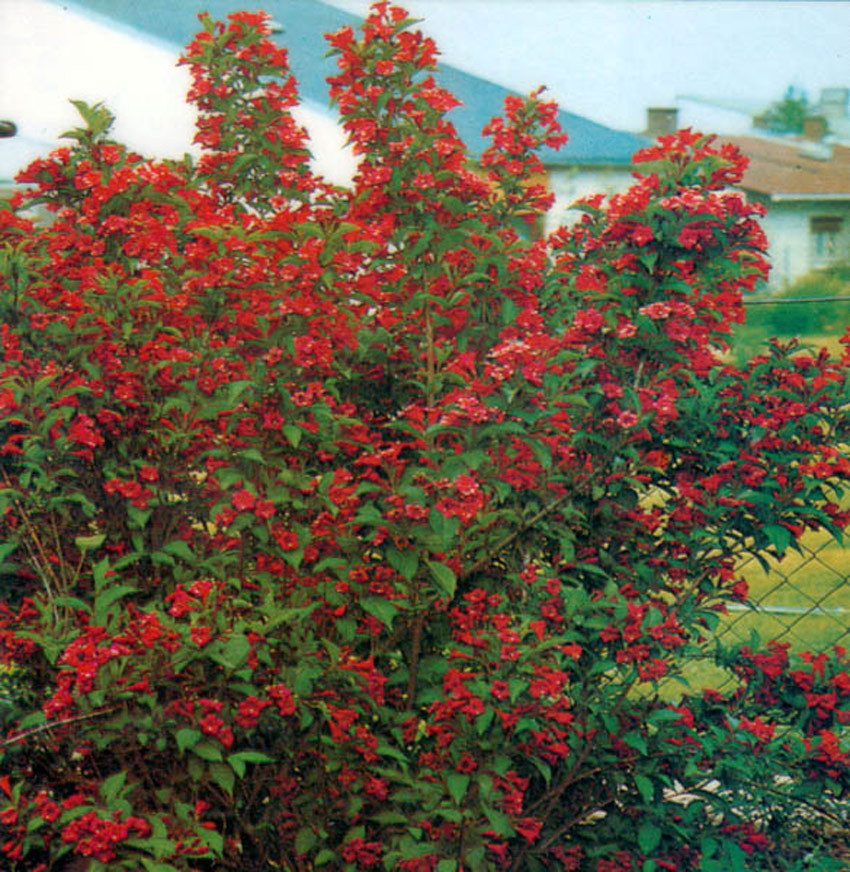 WEIGELA ´Red Prince´