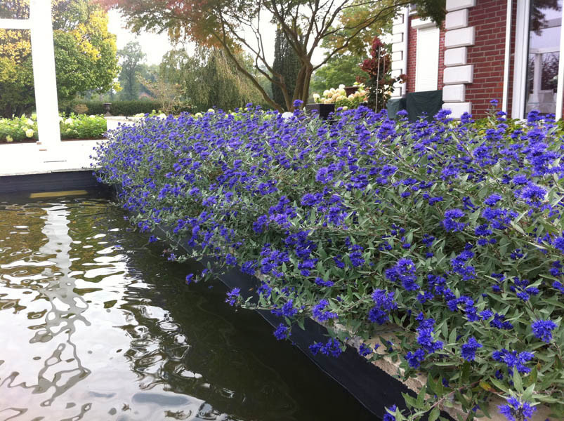 CARYOPTERIS clandonensis ´Blauer Spatz´® (´KOJUCCB´) (= C. clandonensis ´Blue Sparrow´®)