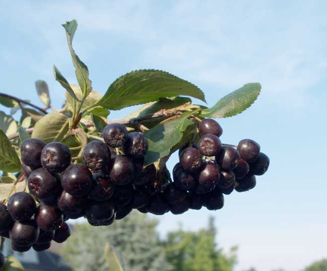 aronia-prunifolia-nero4