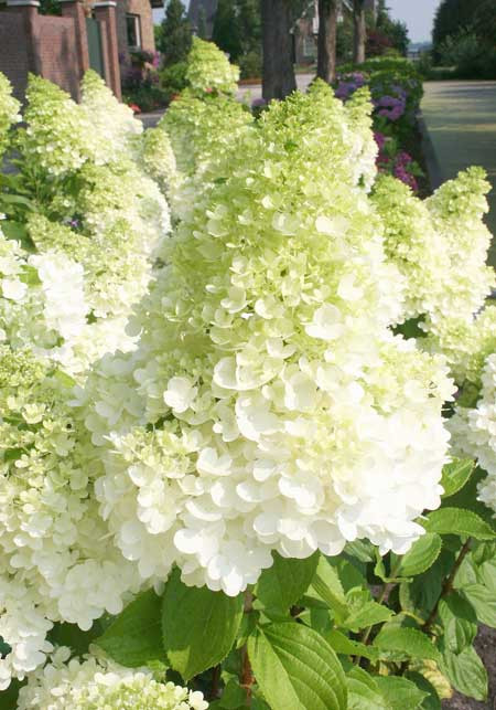 HYDRANGEA paniculata ´Magical® Moonlight´ (´Kolmagimo´)Ⓢ