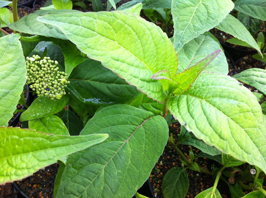 Image of Hydrangea serrata oamacha leaf