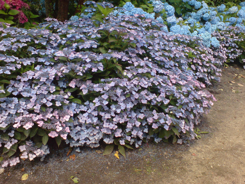 Image of Hillside hydrangea (Hydrangea serrata)