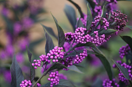 CALLICARPA X ´PearlGlam´® (´NCCX2´)Ⓢ PW®