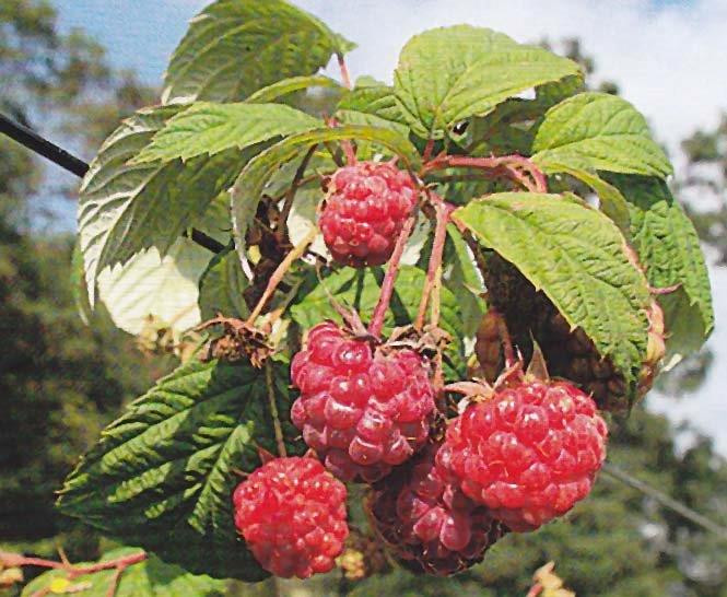RUBUS idaeus ´Pokusa´Ⓢ