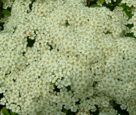 SPIRAEA nipponica ´Snowmound´ (= var. tosaensis)