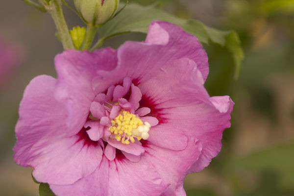 HIBISCUS syriacus ´Tahiti´® (´Mineru´)Ⓢ FE®