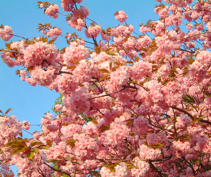 PRUNUS serrulata ´Kanzan´ (= ´Kwanzan´, ´New Red´, ´Sekiyama´, ´Kirin´, ´Naden´)