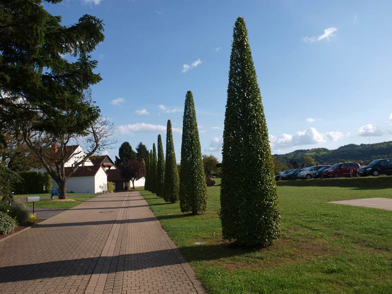 CARPINUS betulus ´Fastigiata´ (= ´Pyramidalis´, ´Erecta´)