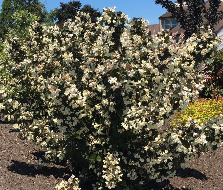 WEIGELA florida ´Ebony & Ivory´ (´Velda´)Ⓢ Laubgehölze Sortiment