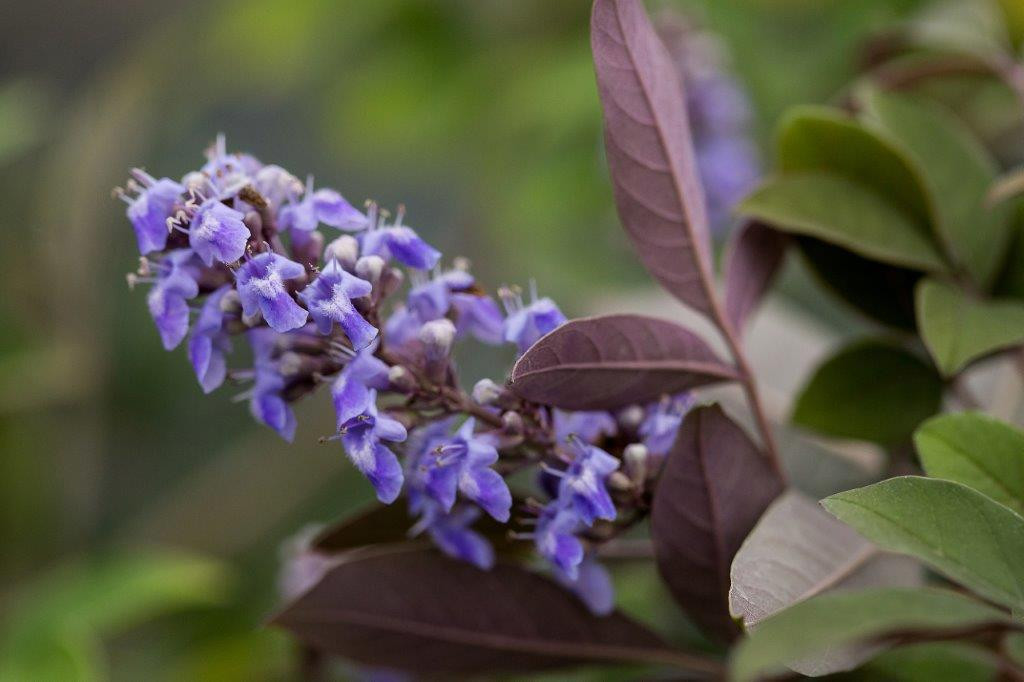 VITEX ´Flip Side´® (´BAILTEXONE´)Ⓢ FE®