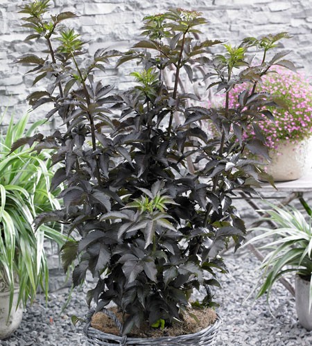 SAMBUCUS nigra ´Black Tower´ (´Eiffel 1´)Ⓢ