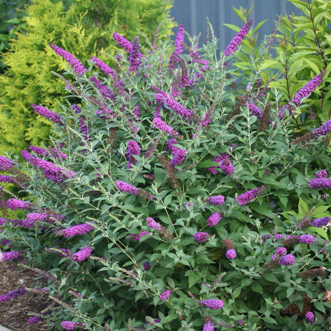 BUDDLEJA ´Miss Violet´Ⓢ PW®