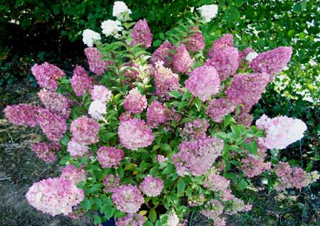 HYDRANGEA paniculata ´Sundae Fraise´® (´Rensun´)Ⓢ