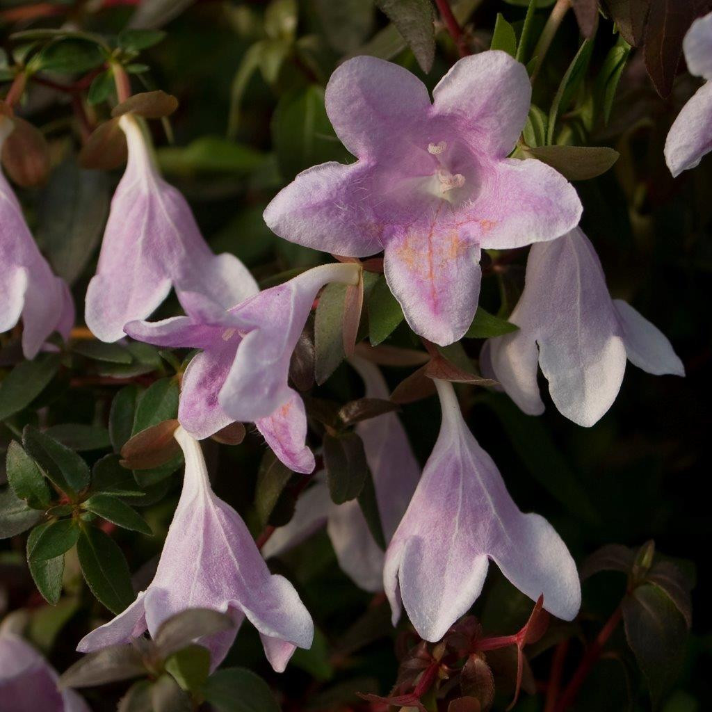 ABELIA ´Pinky Bells´ (´Lynn´)Ⓢ PW®