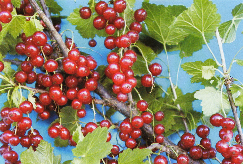 RIBES rubrum ´Red Lake´