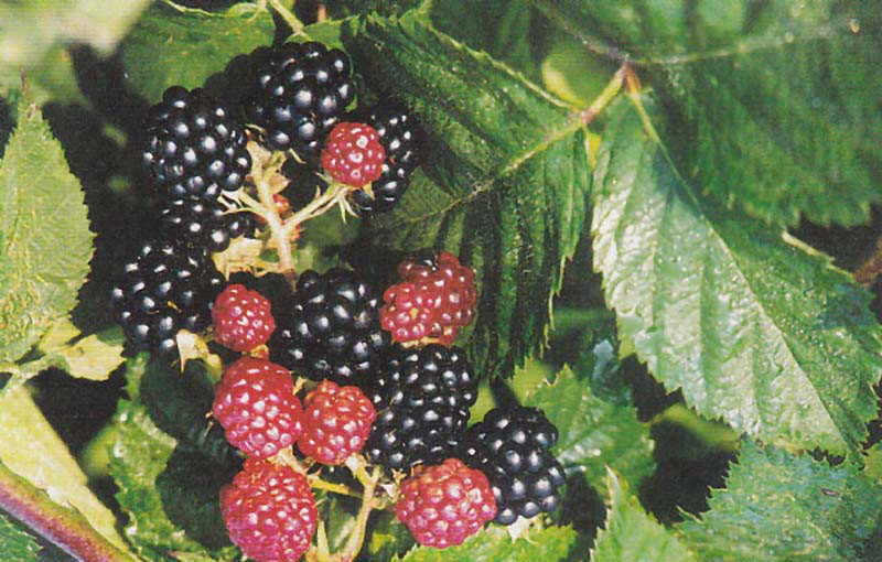 RUBUS fruticosus ´Thornfree´