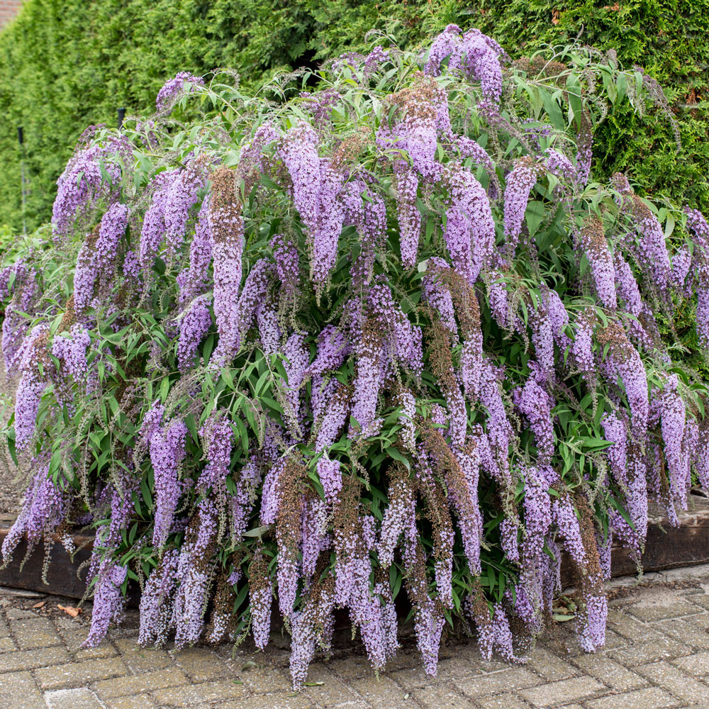 BUDDLEJA davidii ´Wisteria Lane´