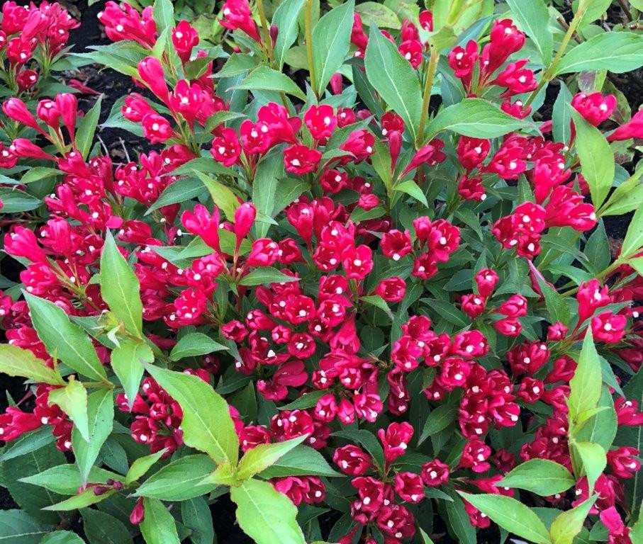 Weigela all summer red hotsell