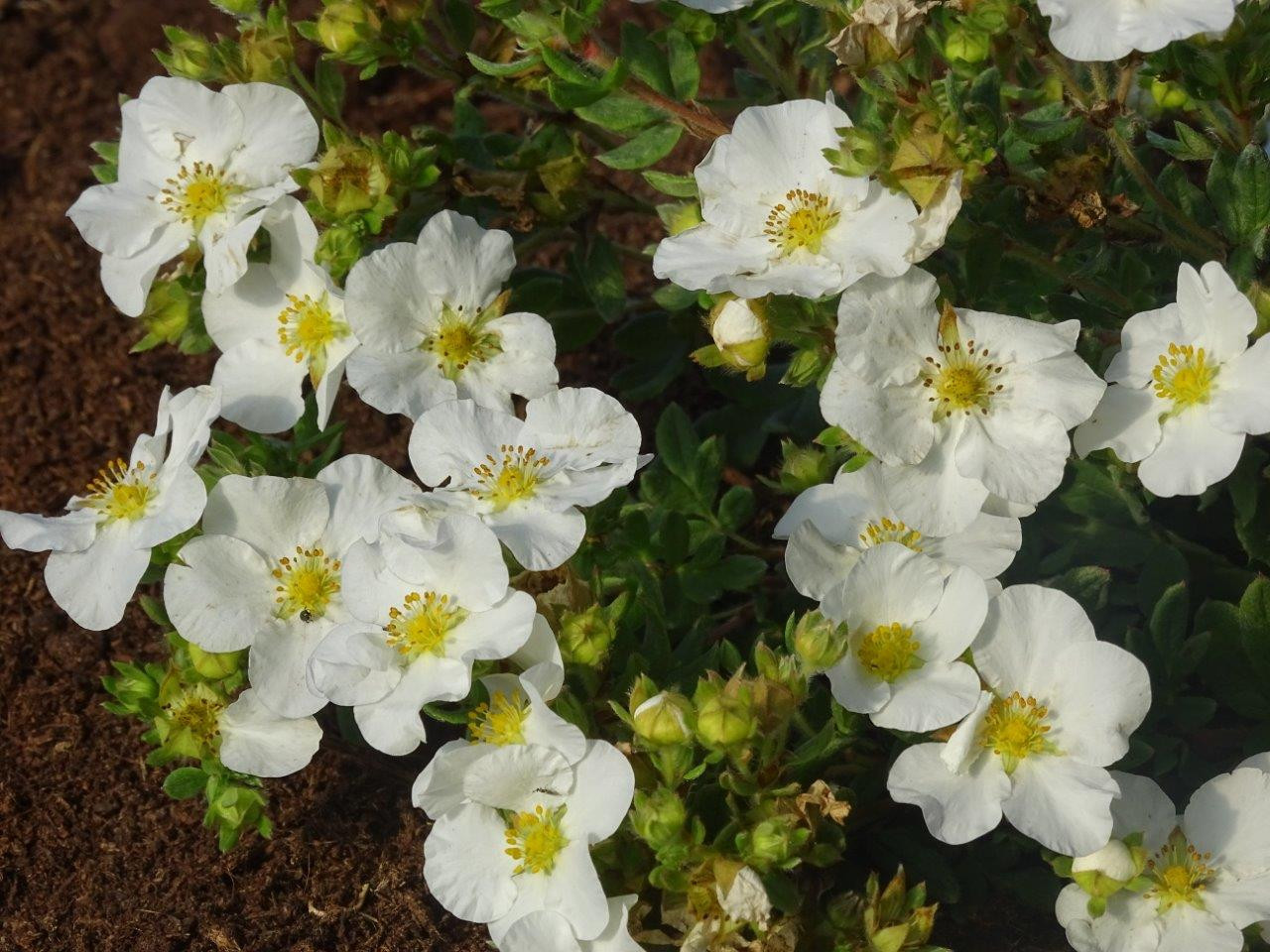 POTENTILLA fruticosa ´Bella Bianca´ (´HACHBIANCA´)Ⓢ