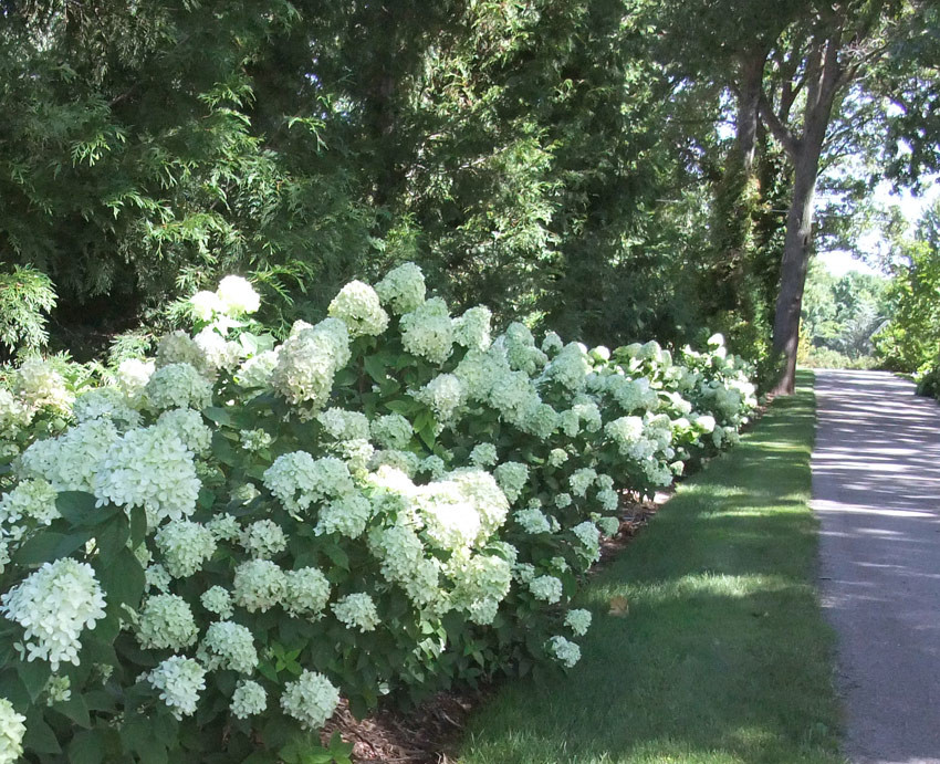 HYDRANGEA paniculata ´Little Lime´® (´Jane´)Ⓢ PW®