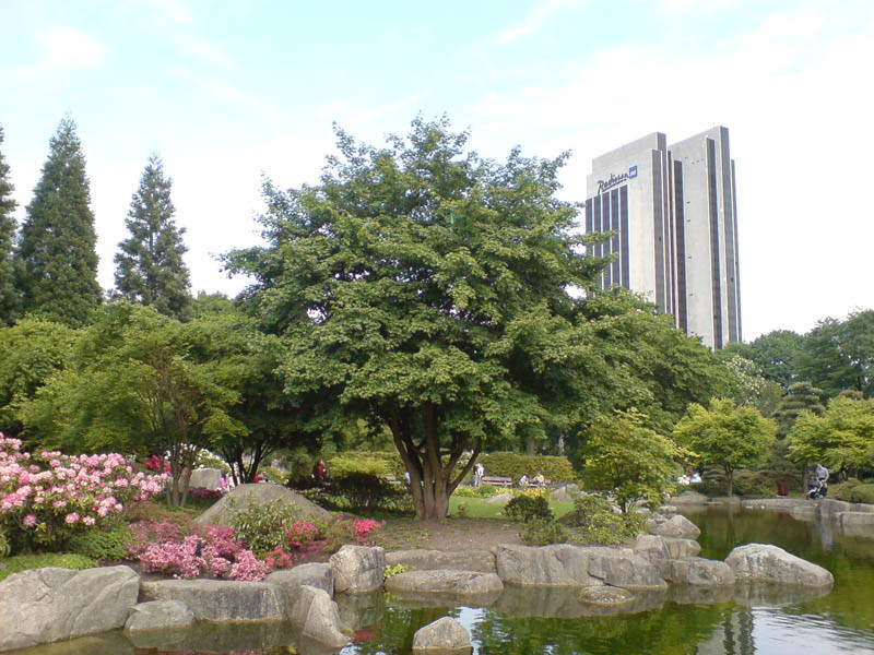 ACER palmatum (= polymorphum)