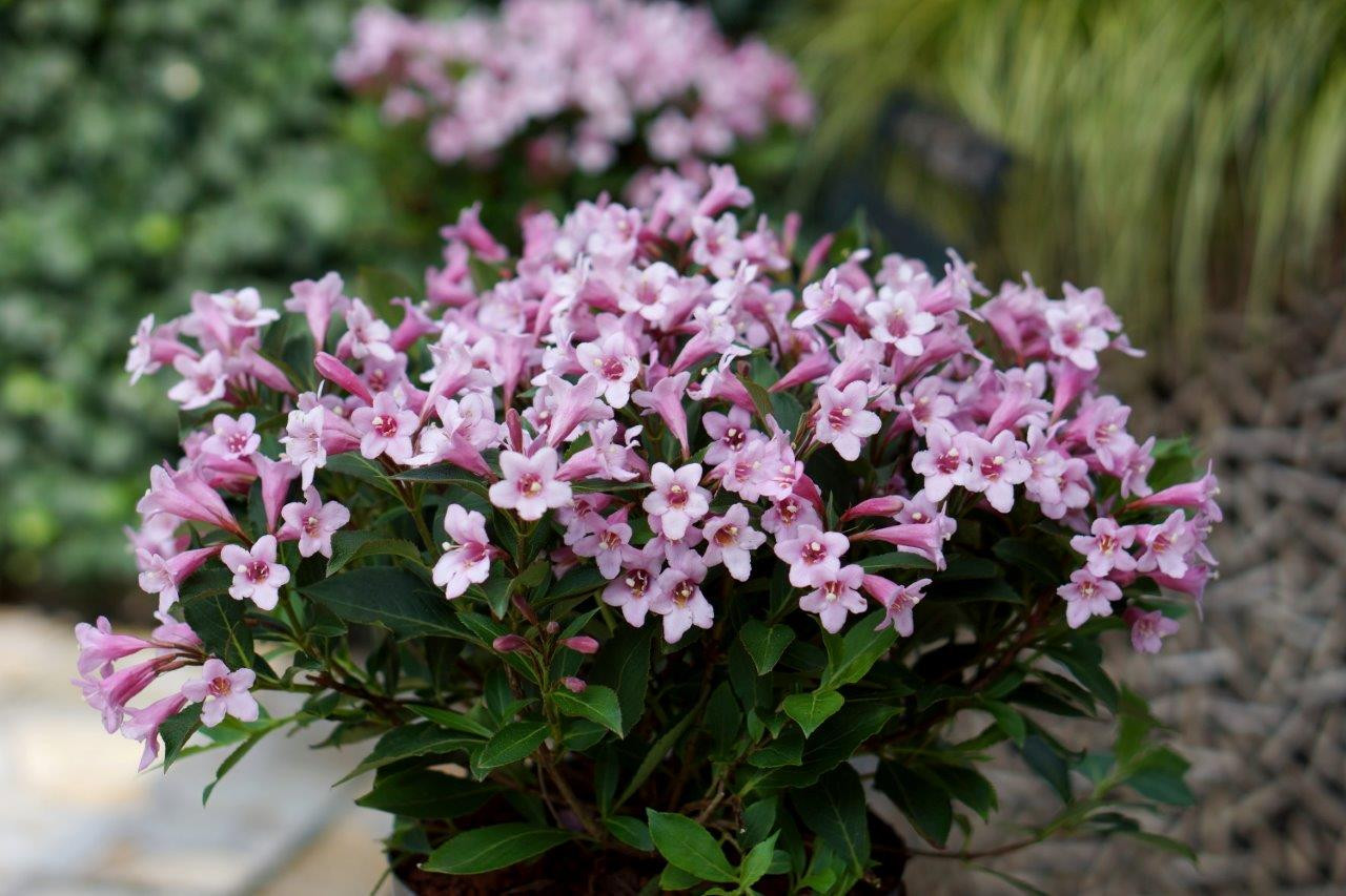 WEIGELA florida ´Pink Poppet´ (´Plangen´)Ⓢ