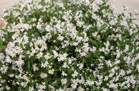 DEUTZIA ´Yuki Snowflake´® (´NCDX1´)Ⓢ PW®