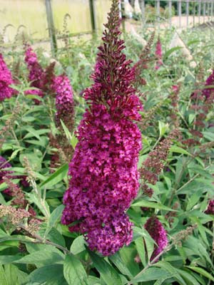 BUDDLEJA davidii ´Funky Fuchsia´ (´PIIBD-II´) FE®