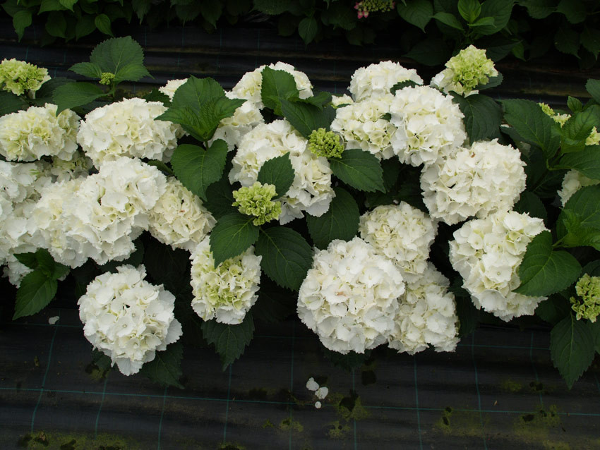 HYDRANGEA macrophylla ´Schneeball´®