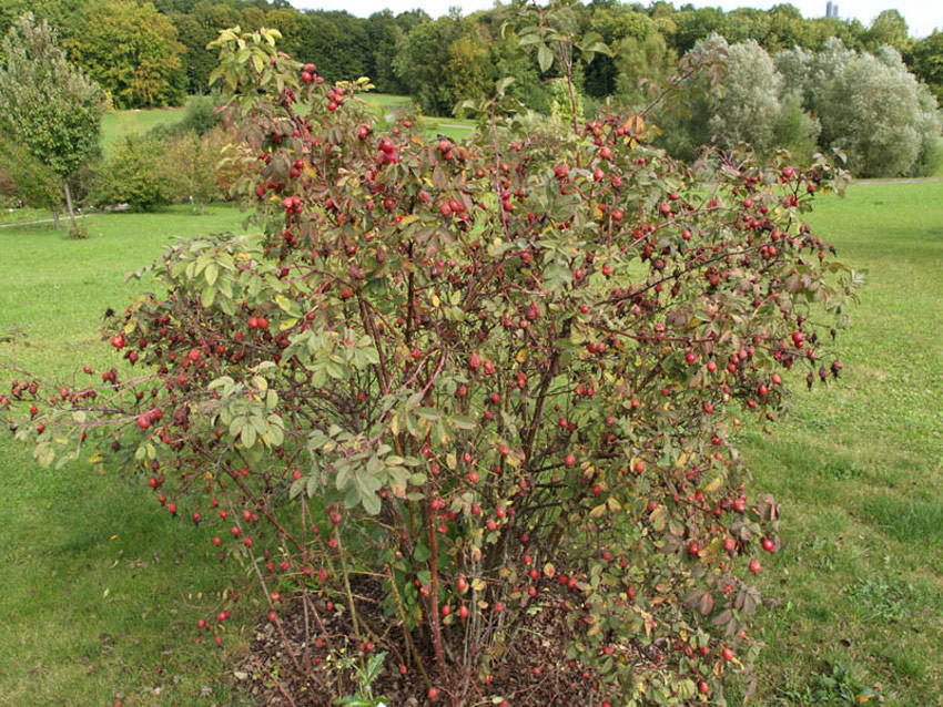ROSA villosa (= pumifera)