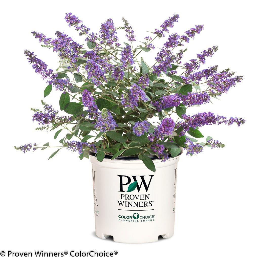 BUDDLEJA ´Blue Chip® Jr´Ⓢ PW®