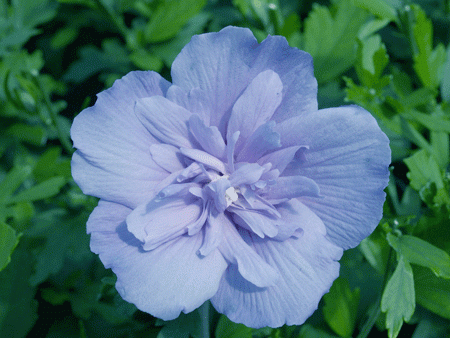 hibiscus-syriacus-blue-chiffon-9