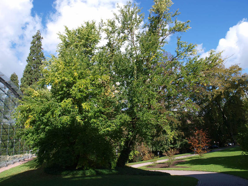 MACLURA pomifera (= aurantiaca, Cudrania aurantiaca, Cudrania pomifera)