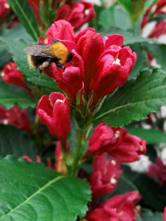 WEIGELA florida ´All Summer Red´®