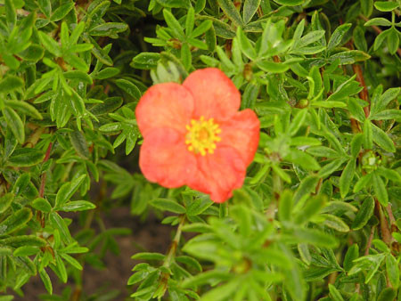 POTENTILLA fruticosa ´Marian Red Robin´