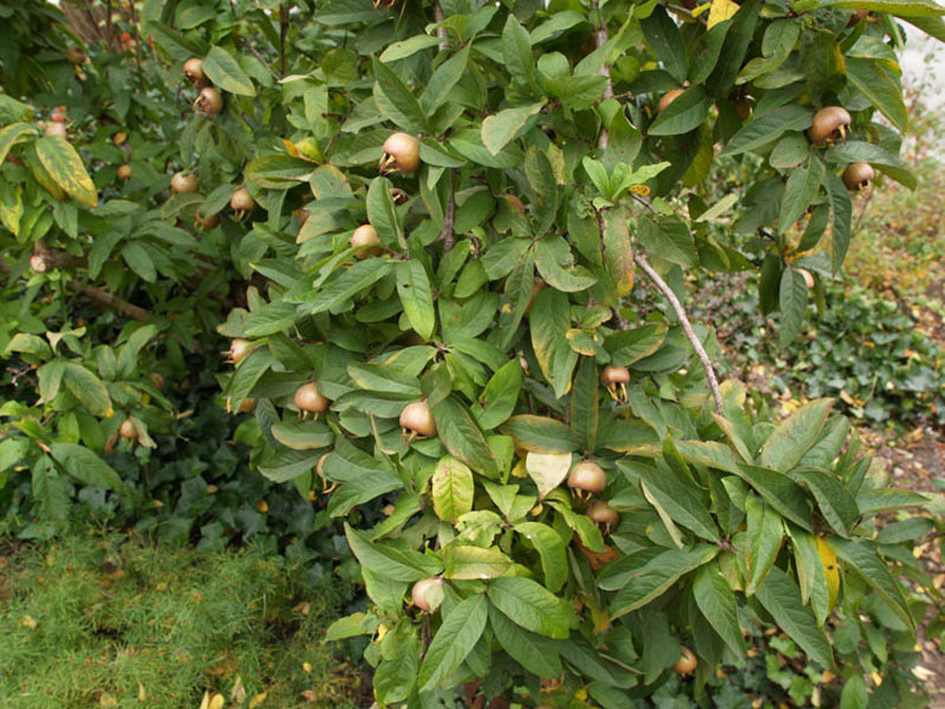 MESPILUS germanica