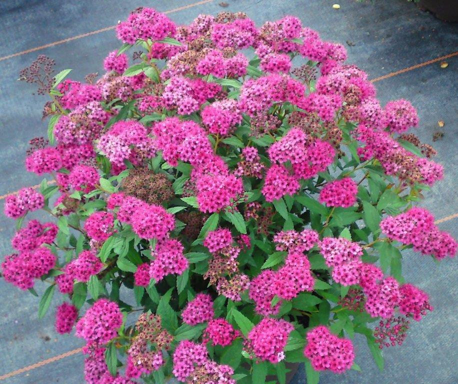 SPIRAEA japonica ´Neon Flash´ (= bumalda ´Neon Flash´)