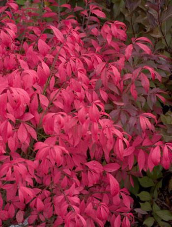 EUONYMUS alatus ´Unforgettable Fire´ (´Hayman´)