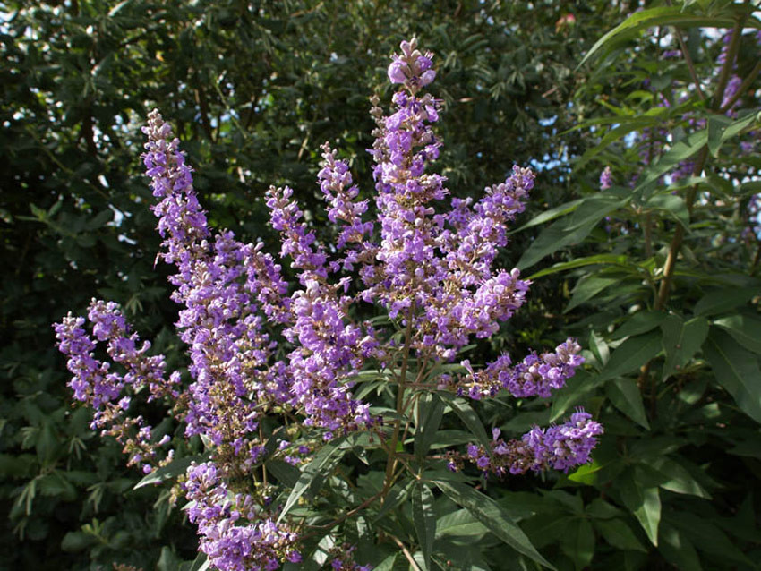 VITEX agnus-castus latifolia (= angus-castus macrophylla)