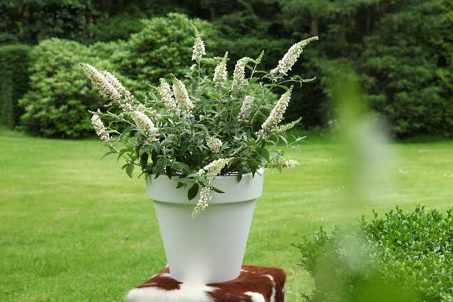 BUDDLEJA ´White Chip´® (´Ice Chip´)Ⓢ PW®