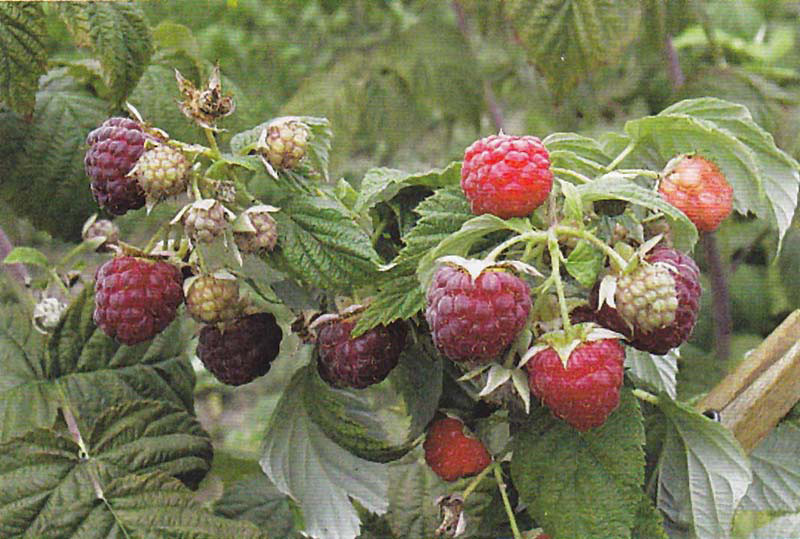 RUBUS idaeus ´Autumn Bliss´ (= ´Blissy´)