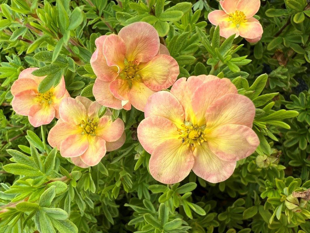 POTENTILLA (= DASIPHORA) fruticosa ´Bella Apple´ (´Hachapp´)Ⓢ