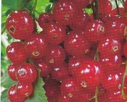 RIBES rubrum ´Junifer´