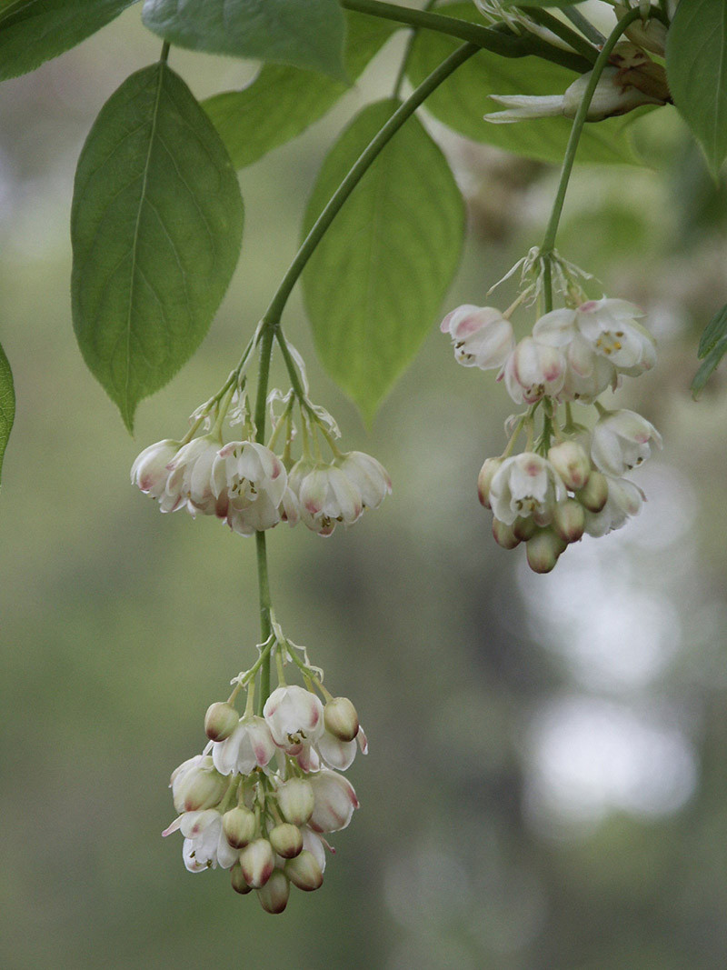 STAPHYLEA pinnata