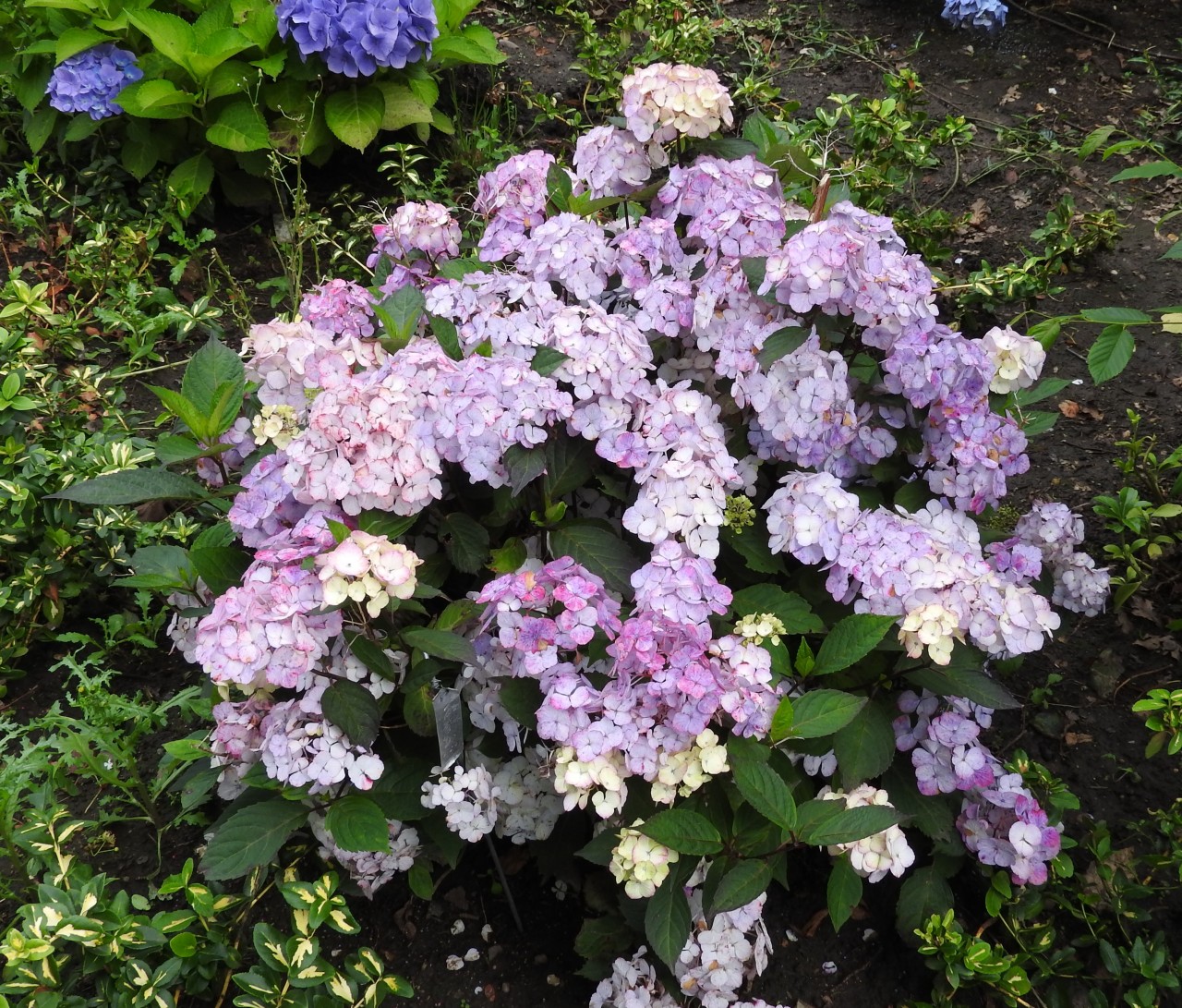 HYDRANGEA ´Preziosa´ (= H. serrata x H. macrophylla)